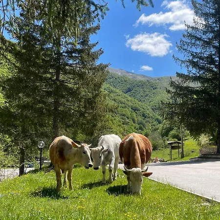 Hotel Campo Stella *