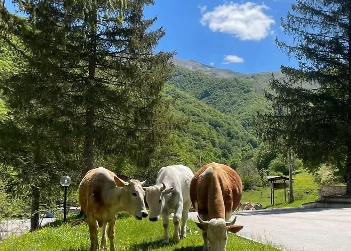 Hotel Campo Stella *